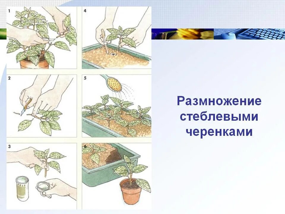 Стеблевые черенки традесканции. Вегетативное размножение черенками. Вегетативное размножение черенкование. Стеблевые черенки размножение. Традесканция вегетативное размножение