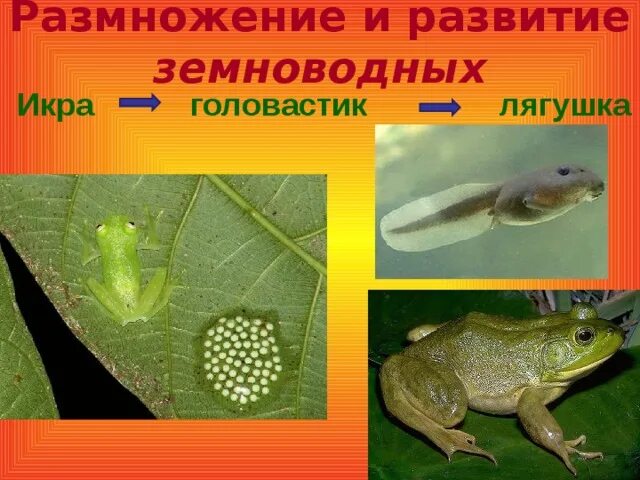 Размножение земноводных. Класс земноводные размножение. Земноводные головастик. Развитие земноводных лягушек.