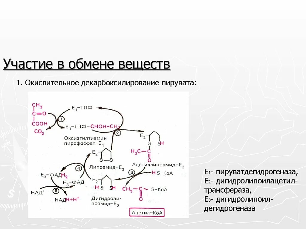 Окислительное декарбоксилирование пирувата АТФ. Окислительное декарбоксилирование ПВК биохимия. Схема реакции окислительного декарбоксилирования пирувата. Окисление декарбоксилирование пирувата биохимия. Участвует в белковом обмене