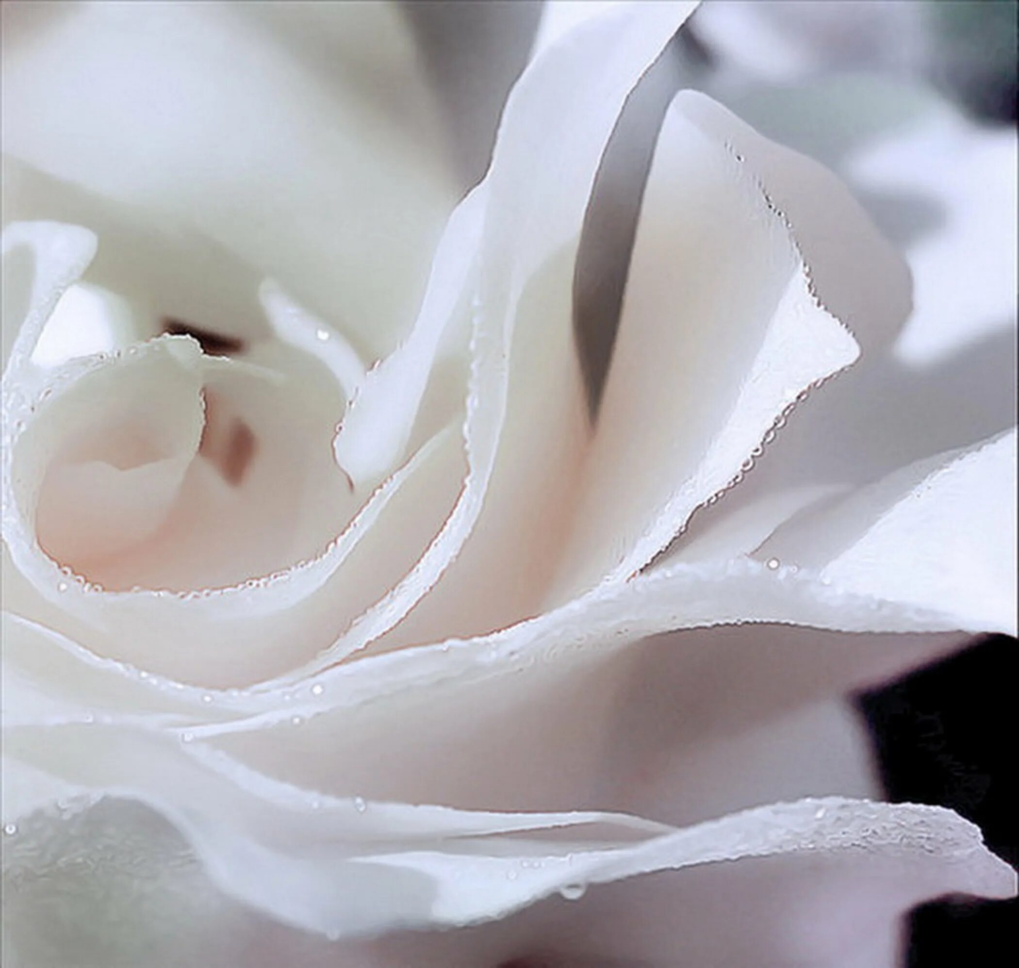 Нежные белые цветы. Бело розовые розы. Красивые белые розы. Красивый белый цвет.