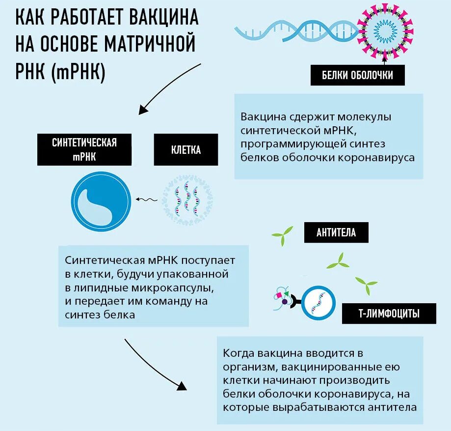 Механизм вакцин. Схема действия РНК вакцины. Механизм действия вакцин схема. Вакцины на основе матричной РНК. МРНК вакцина принцип действия.