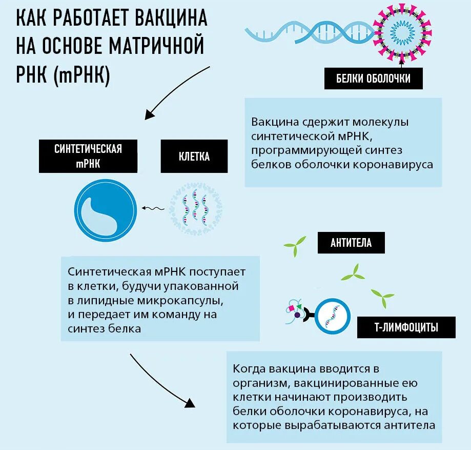 Как работает МРНК вакцина. Механизм действия вакцин схема. Принцип действия вакцин РНК. Механизм действия МРНК вакцины. Типы вакцин коронавируса