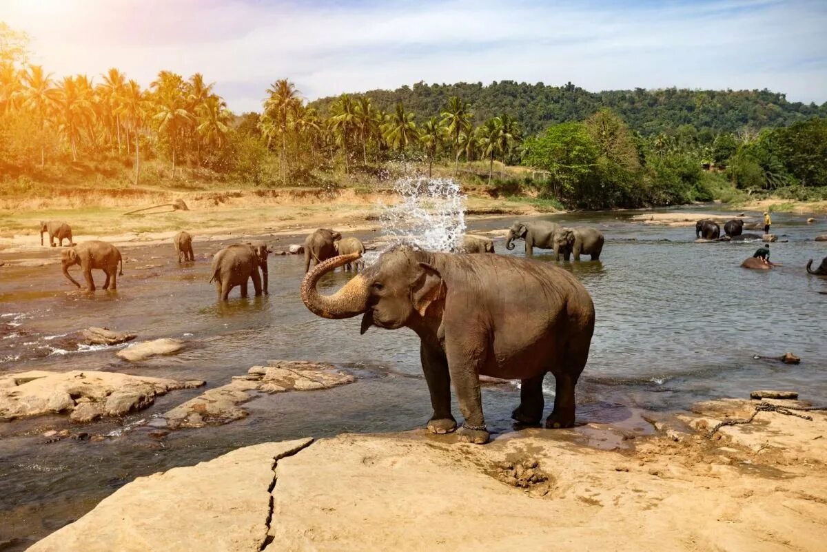 Шри Ланка слоны Пинавелла. Слоновий питомник на Шри Ланке. Парк слонов Шри Ланка. Пиннавела шри ланка