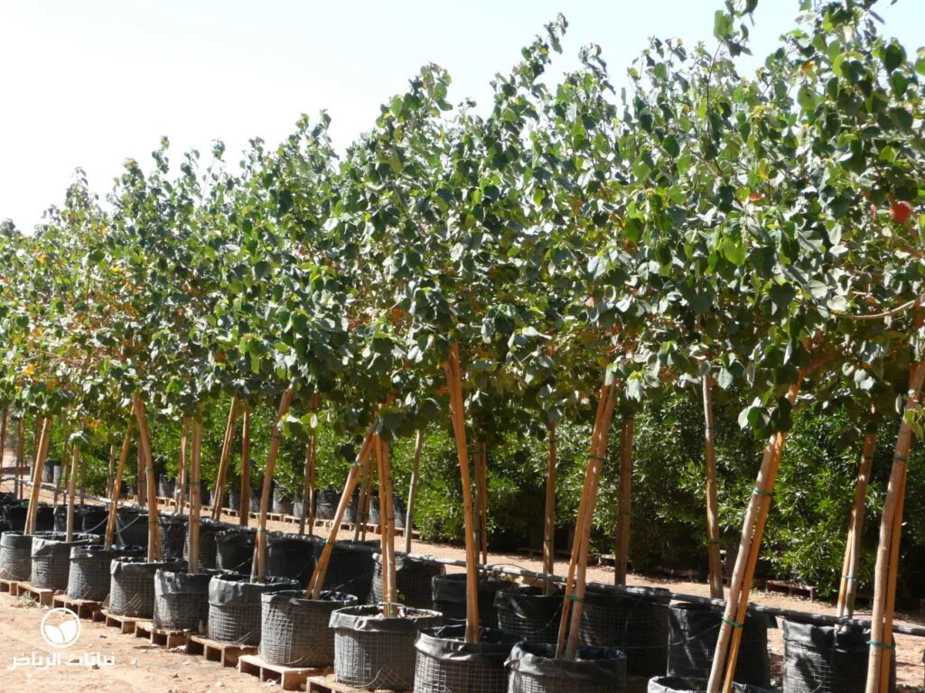 Катальпа бигнониевидная саженцы. Миндаль саженцы. Саженцы деревьев интернет магазин. Пальметта яблоня. Крупномеры плодовых деревьев питомник.