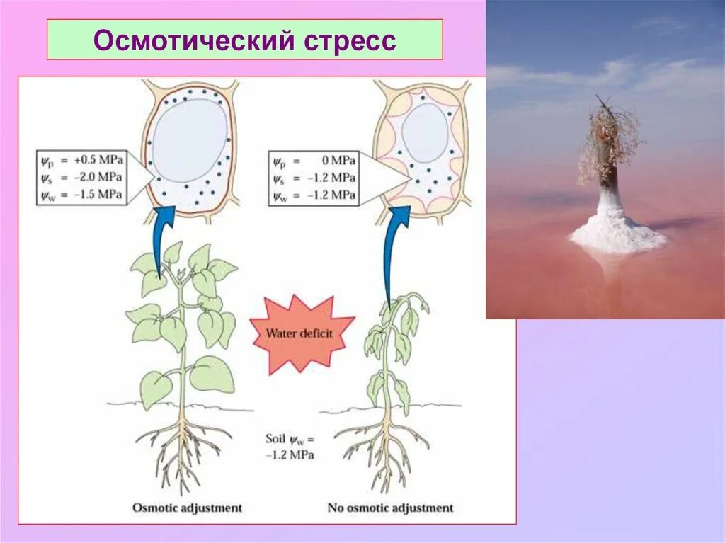 Осмотический стресс растений. Водный обмен растений. Водный потенциал растений. Водный обмен растений схема. Потенциальное растение