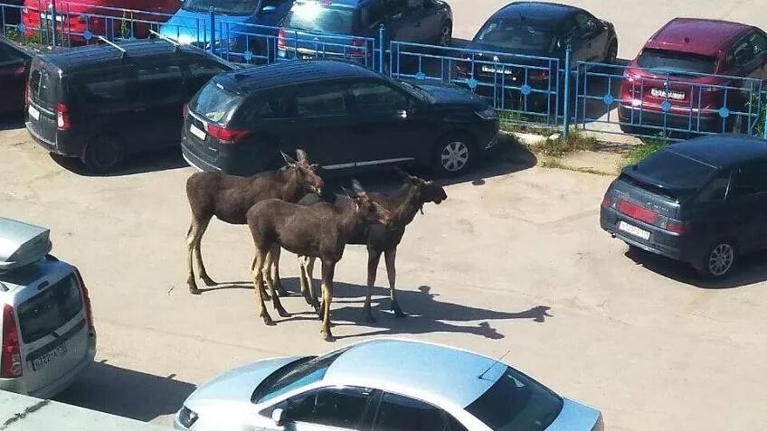 Лось в Колпино. Лось петербург