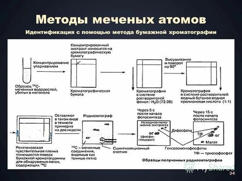 метод хроматографии метод меченых атомов. электрофорез метод изучения клеток. биохимические методы. методы электрофореза и хроматографии. электрофорез и хроматография.