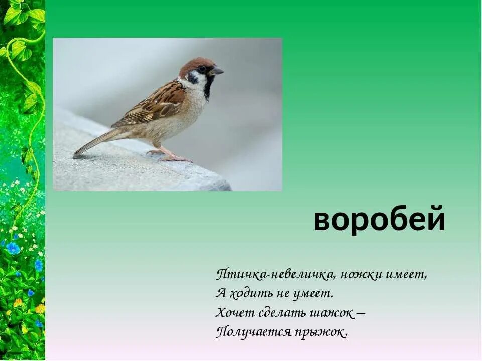 Загадки про птиц 4 года. Загадки про птиц. Загадки про птиц для дошкольников. Загадка про птичку. Загадки про птиц для малышей.