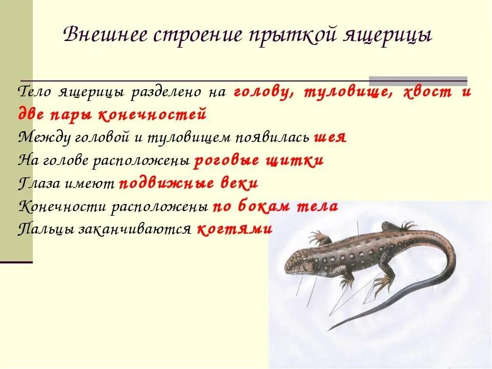 Особенности внешнего строения прыткой ящерицы. Среда обитания прыткой ящерицы. Ящерица прыткая Тритон. Гребенчатый Тритон внутреннее строение.