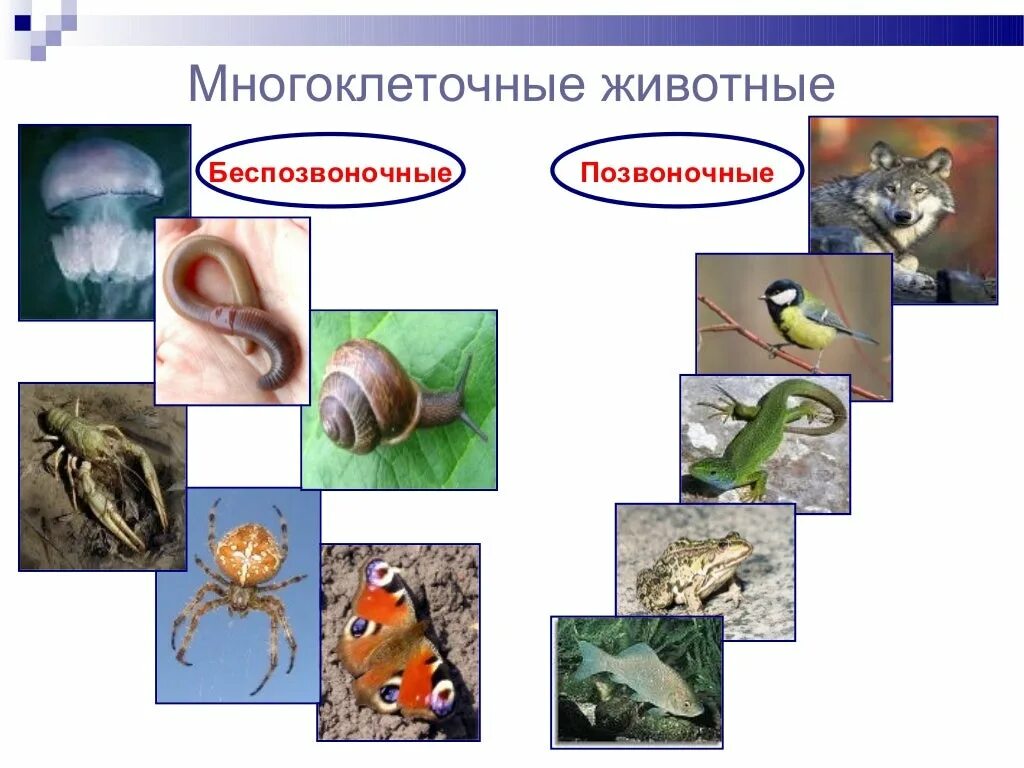 Позвоночные и беспозвоночные. Позвоночные и беспозвоночные животные. Многоклеточные животные. Многоклеточные беспозвоночные.