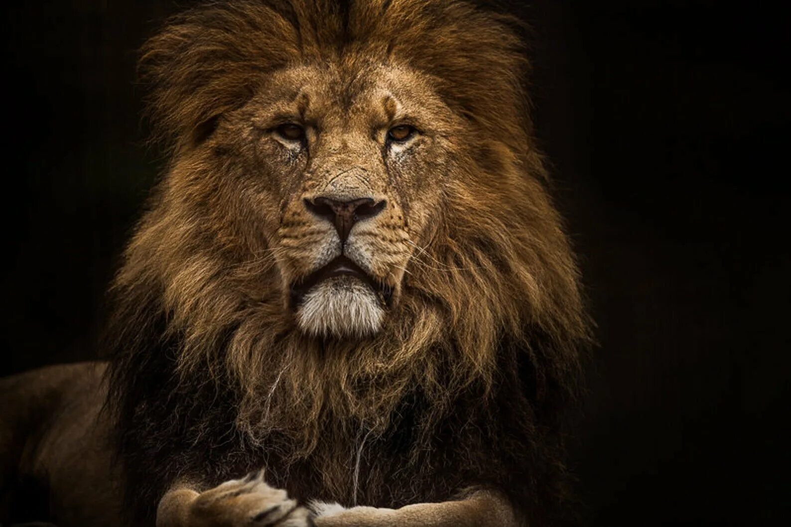 Лучшие года льва. Красивый Лев. Лев фото. Голова Льва. Морда Льва.