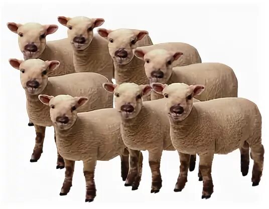 Когда делят овечек на 2 стада. Восемь овец. Овцеводство дорсет. Восемь овец. Окрасы овец.