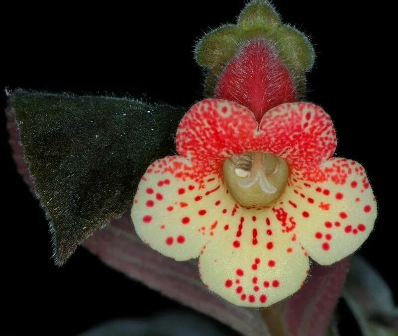 Колерия боготская. Геснериевые колерия. Колерия боготская (Kohleria bogotensis). Колерия warscewiczii. Цветок колерия