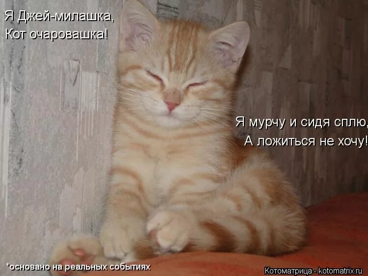 Что же с нами стало мем кот. Спи а я посижу здесь. Спи а я посижу здесь. Ложимся спать. Спокойной ночи страшилка.