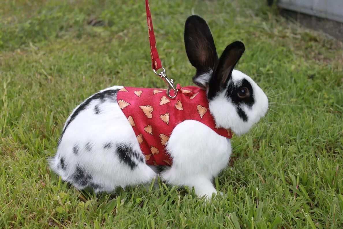 Можно ди гулять. Поводок для кролика. Шлейка для кролика декоративного. Одежда для кроликов декоративных. Шлейка для карликового кролика.