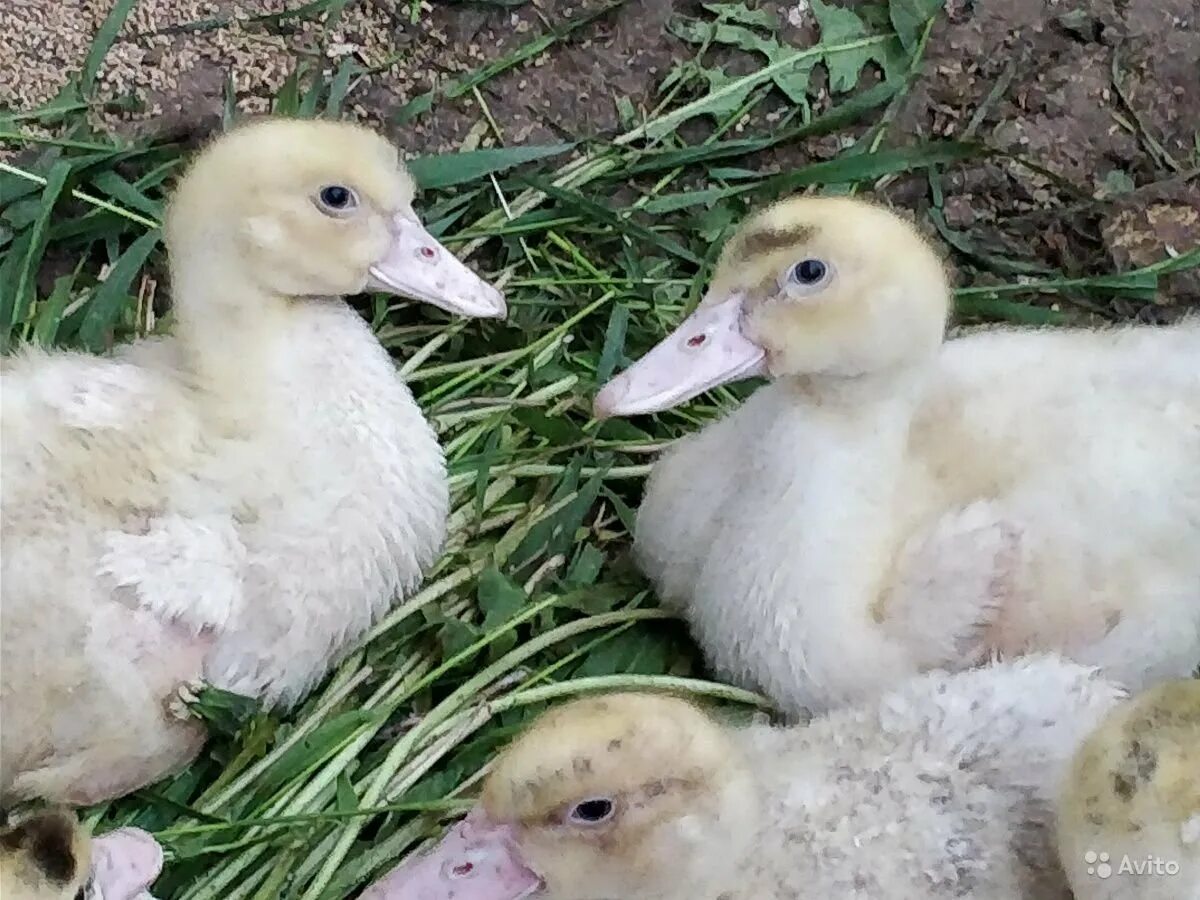 Утки муларды. Утка-гусь мулард. Муларды утки. Утка гибрид мулард. Индоутка мулард.