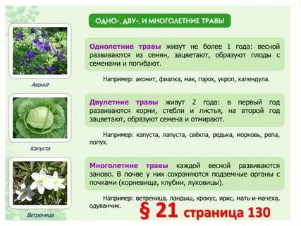 Жизненная форма капусты