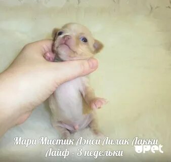 Щенок мальчик или девочка