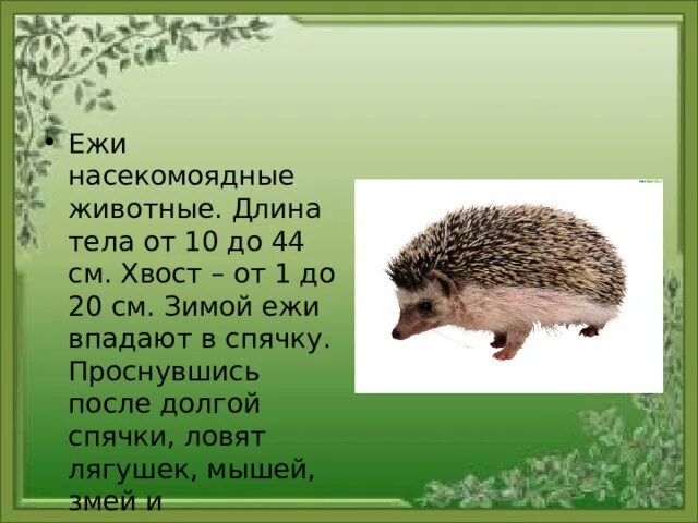 Обыкновенный еж впр. Систематика ежа обыкновенного. еж обыкновенный систематика. строение ежа обыкновенного. размер ежа обыкновенного.