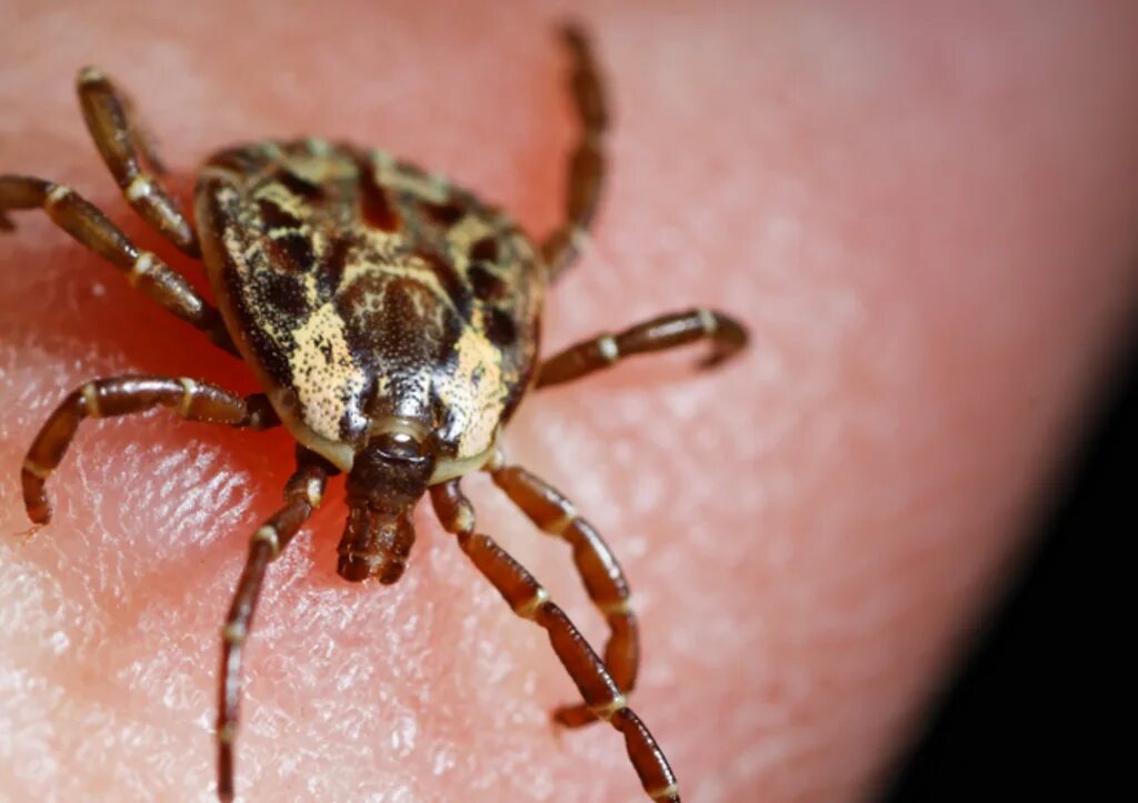 Собачий клещ ixodes ricinus. Клещи иксодовые клещевой энцефалит. Самый ядовитый клещ. Апаснхые клеши. Иксодовые и аргасовые клещи.