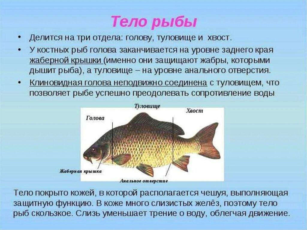Карась среда обитания водная. Форма тела рыб. Описание тела рыбы. Внешнее строение рыб характеристика. Особенности строения формы тела рыб.