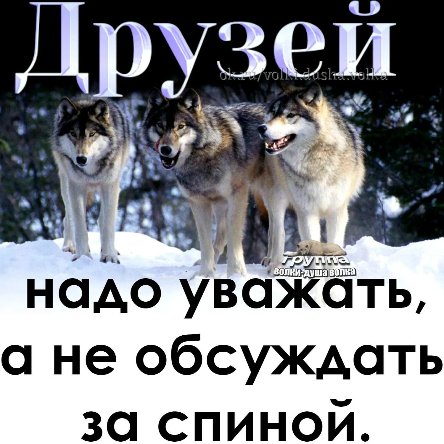 Волк с надписью. Статусы с волками. Картинки с волками и надписями. Статусы про Волков. Всегда буду ценить друзей