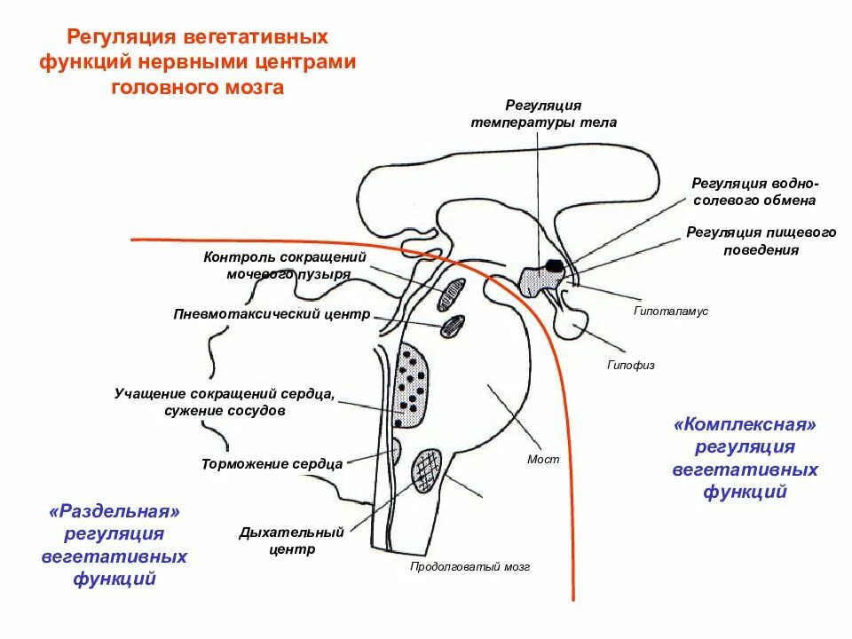 Сердечный центр головного мозга. Центры регуляции вегетативных функций физиология. Центры вегетативной регуляции висцеральных функций.. Центры регуляции висцеральных функций физиология. Регуляция вегетативной нервной системой гипоталамусом схема.