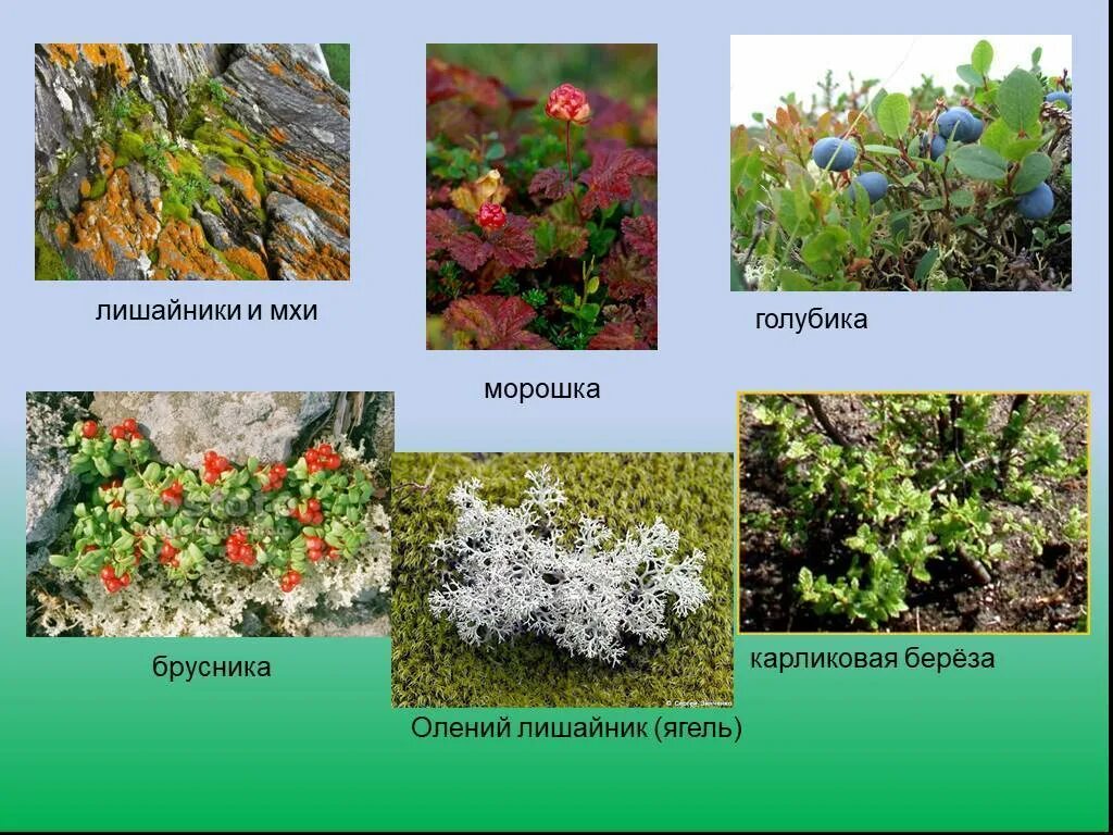 Растения встречаются в тундре. Растения тундры ягель. Тундра растения тундры. Ягель Полярная Ива. Ягель и карликовая береза.