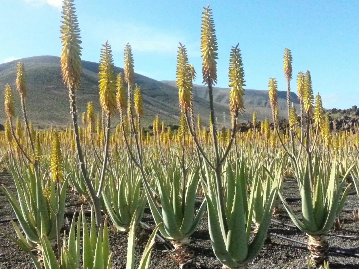 Алоэ барбаденсис миллер. Барбадосское (Aloe barbadensis). Алоэ барбаденсис Миллер фото.