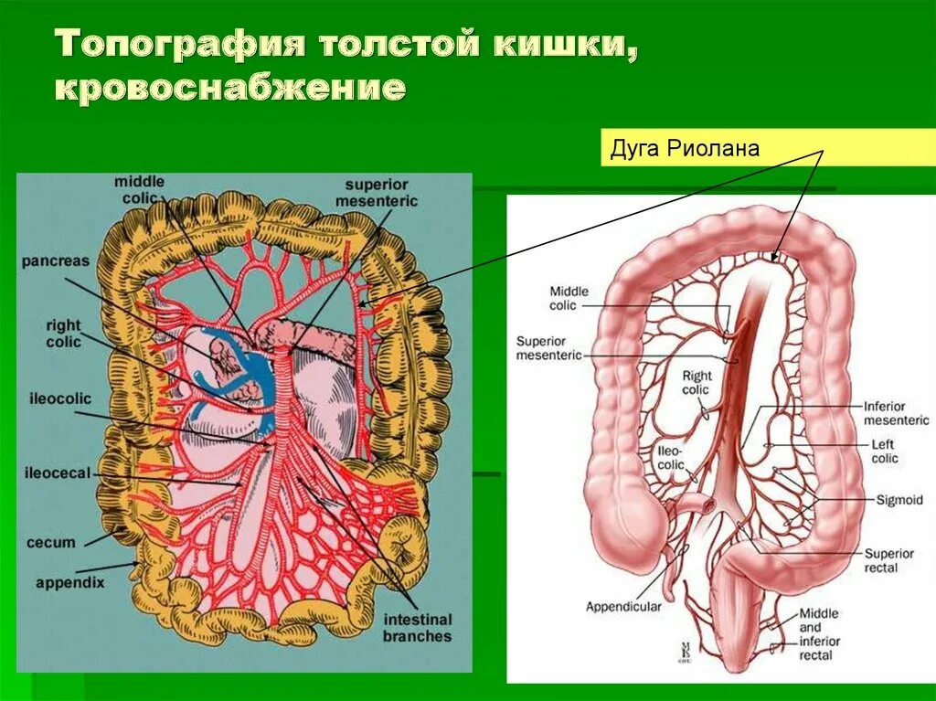 Топография Толстого кишечника человека анатомия. Кровоснабжение Толстого кишечника анатомия. Кровоснабжение ободочной кишки анатомия. Топография тонкого кишечника человека анатомия.