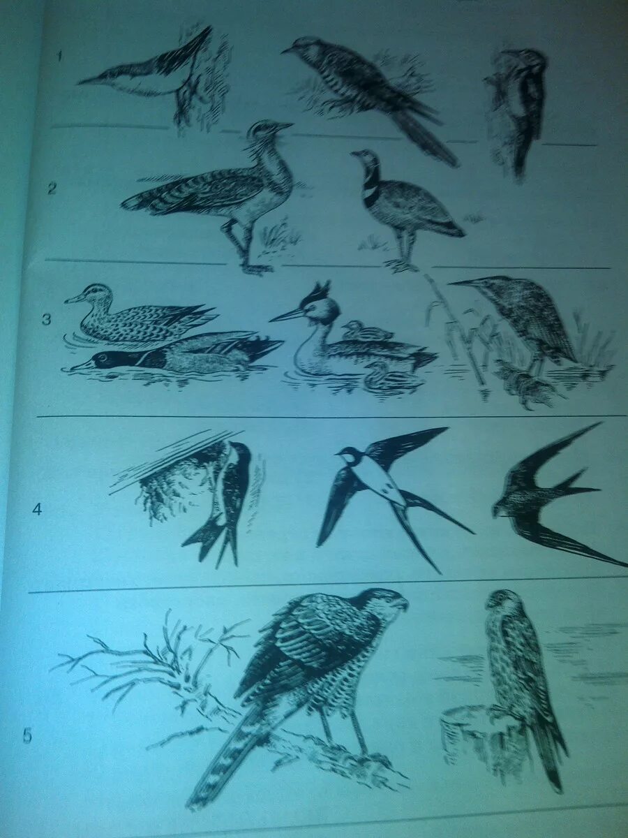 Подпиши названия птиц. Экологические птицы названия. Название экологической группы птиц название птиц. Рассмотри рисунки птиц..