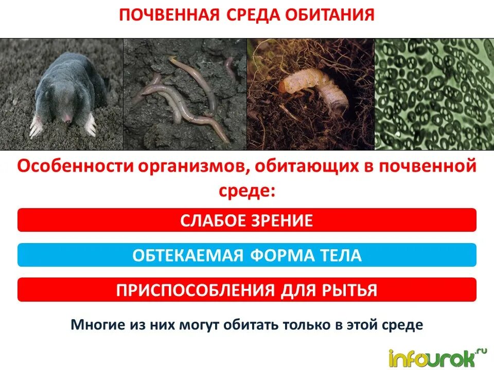 Почва место обитания. Характеристика почвенной среды. почвенная среда обитания. особенности среды обитания почвы. приспособление организмов к почвенной среде.