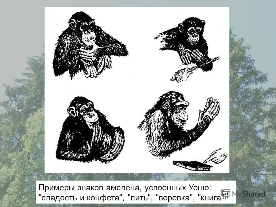 жесты обезьян. шимпанзе сара дэвид примэк. обезьяну научили языку жестов. обезьяна машет. жесты обезьян.