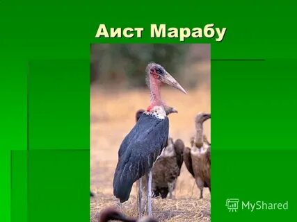 Марабу какой род