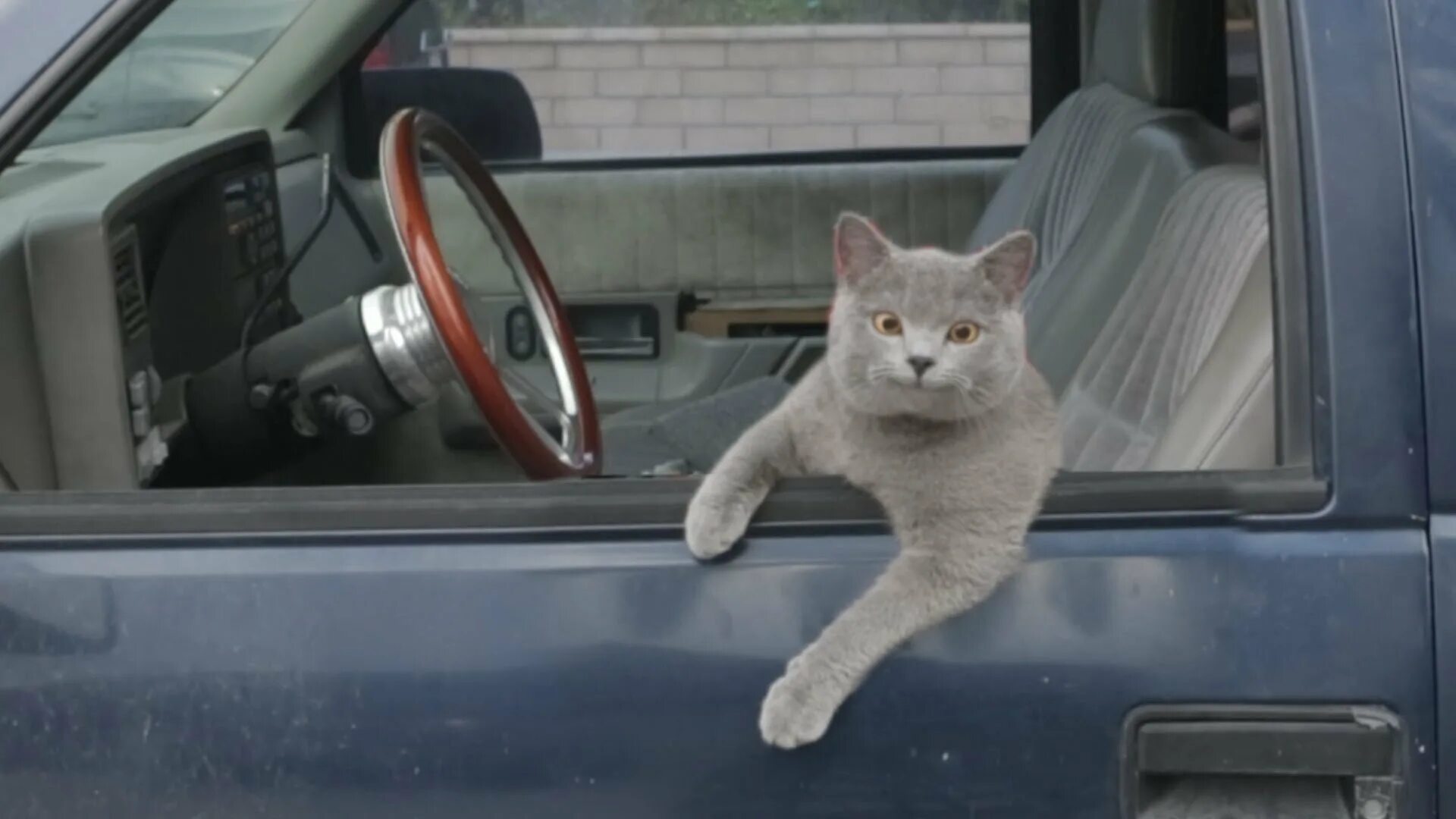 Коты ездят. Кот за рулем. Кошка в машине. Смешной кот за рулем. Крутой кот за рулем.