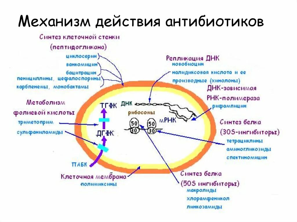 Механизм действия антибиотиков на микробную клетку. Механизм действия антибиотиков микробиология. Механизм действия антибиотиков нарушающих Синтез клеточной стенки. Механизм действия антибиотиков на клеточную стенку. Синтез белка в бактериальной клетке