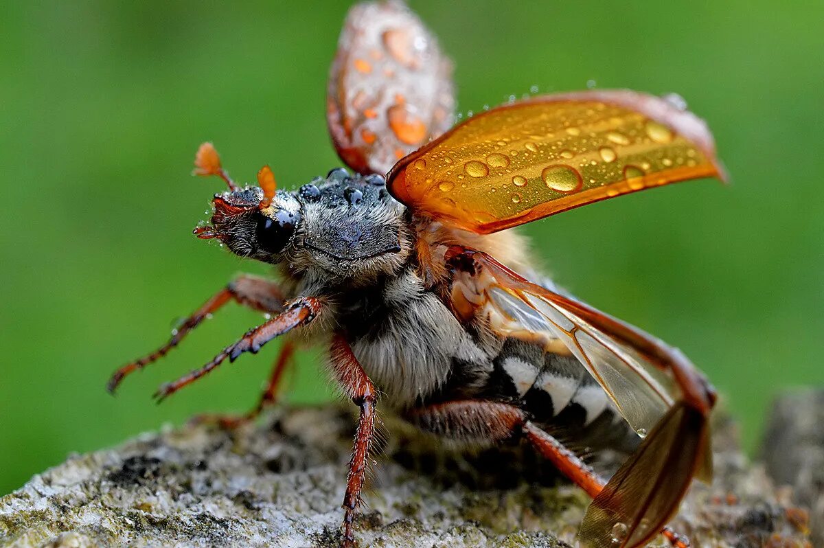 Фото насекомых. Насекомые. Насекомые фото. Нелетающие насекомые. Жесткокрылые бабочки.