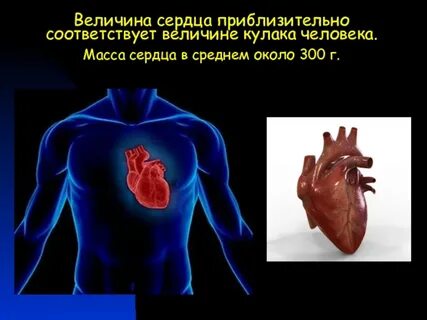 Какой вес сердца