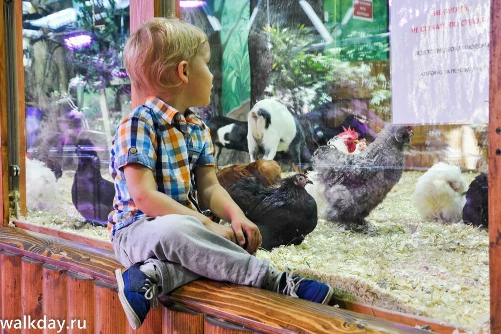 Контактный зоопарк рио. Контактный зоопарк рио дмитровское шоссе. Тц рио спб зоопарк. Рио тц санкт-петербург зоопарк. Контактный зоопарк рио дмитровское шоссе.