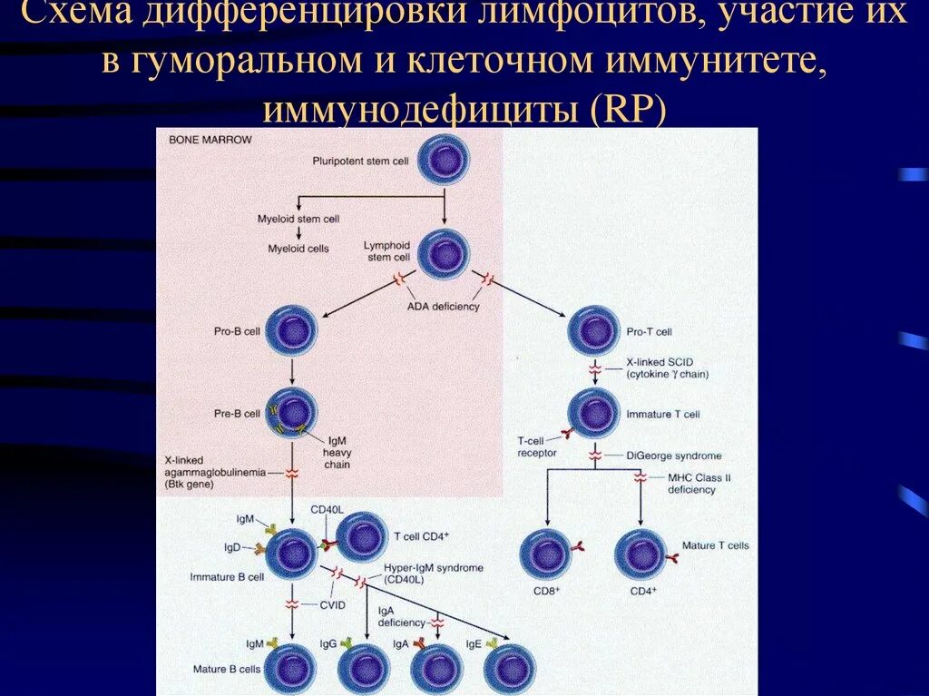 Этапы дифференцировки т лимфоцитов иммунология. Клетки участвующие в формировании гуморального иммунного ответа. Схема онтогенеза лимфоцитов. Схема онтогенеза т лимфоцитов. Варианты иммунного ответа