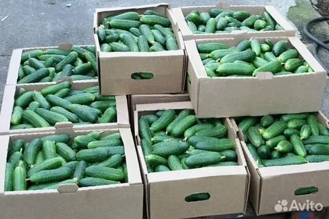 Продам огурец оптом