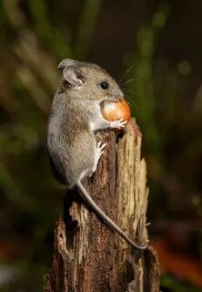 Tall mouse