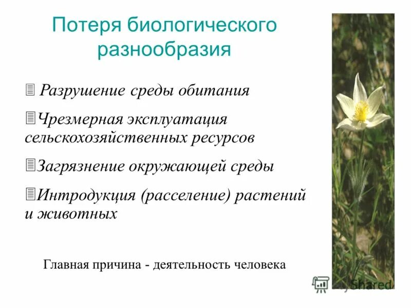 Потеря разнообразия. Потеря биологического разнообразия. Утрата биоразнообразия. Интродукция растений и животных. Потеря видового разнообразия.