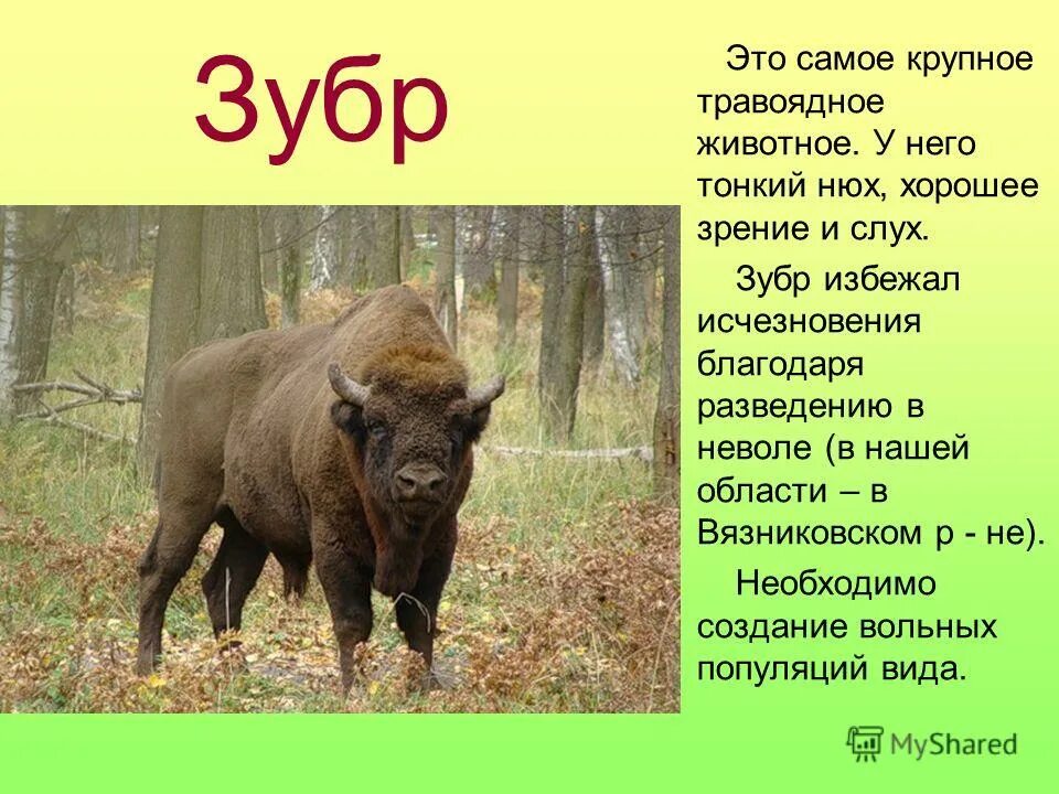 лесная куница martes martes. алешкинский лесопарк. лесная куница. лесные занесли. центральный лесной заповедник ельники.