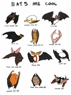 Bat перевод