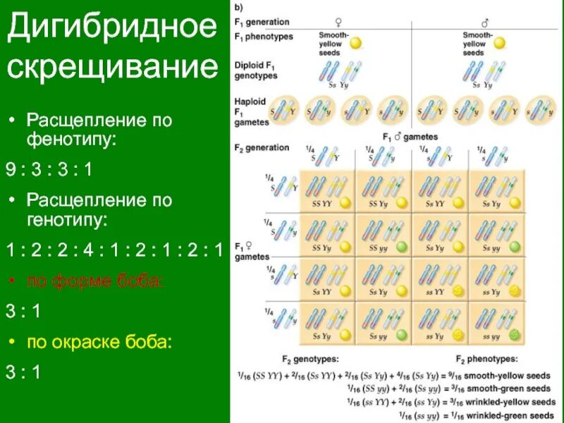 Расщепление по фенотипу 3 2. Расщепление по генотипу и фенотипу 9 3 3 1. 3 закон менделя дигибридное скрещивание. расщепление по фенотипу 3:3:1:1 дигибридное скрещивание. скрещивание по фенотипу 2:2:1:1.