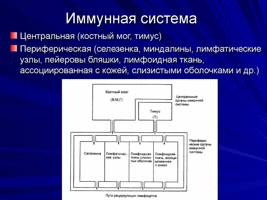 Иммунитет система Центральная. Центральная система. Центральные органы иммунной системы пейеровы бляшки. Лимфоидная ткань ассоциированная с кожей. Иммунный центр