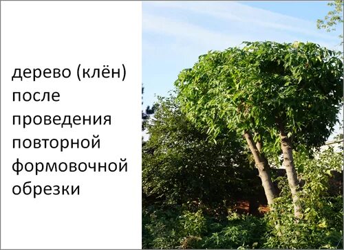 Как формировать клен. Формирование клена. формирование клена обыкновенного. клен формирование кроны. обрезка клена.