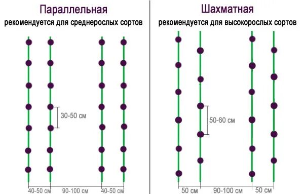 Схема высадки рассады перца в открытый грунт. Схема посадка перца в теплицу. Посадка перца схема посадки в теплице. Схема посадки баклажан в открытый грунт рассадой. На каком расстоянии сажать баклажаны