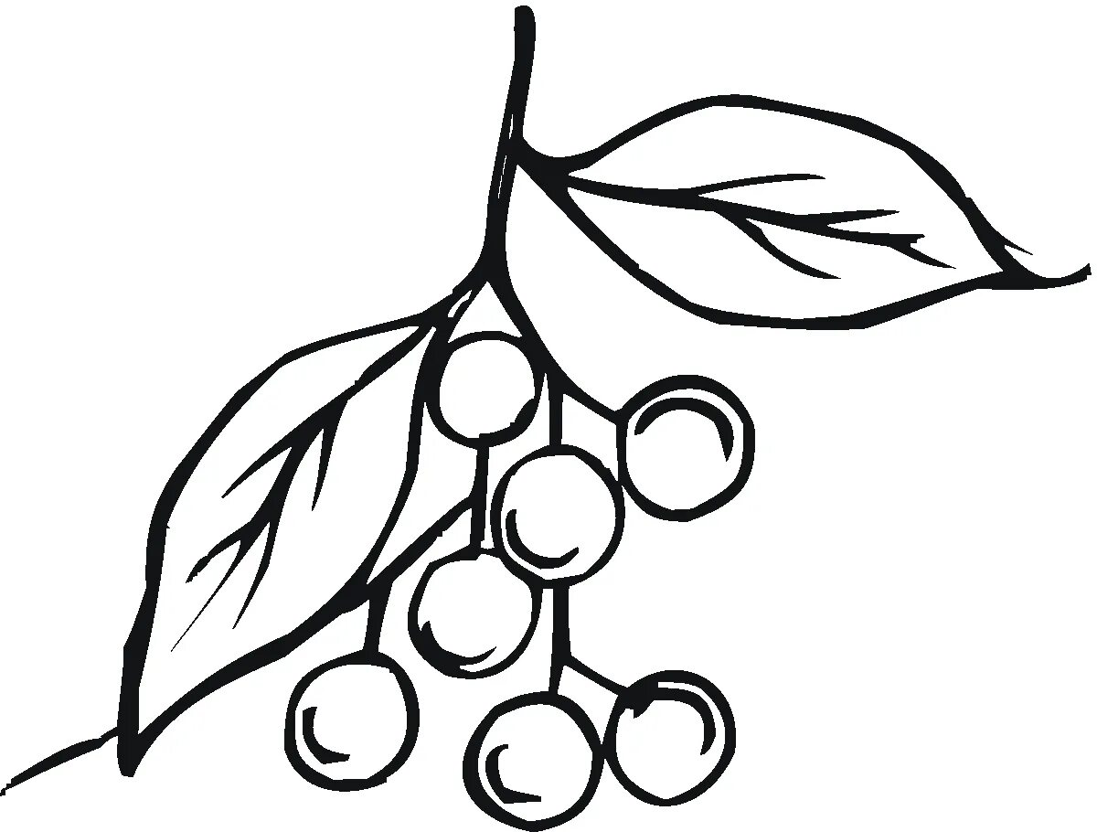 Черемуха раскраска для детей. Черемуха раскраска. Черемуха карандашом. Веточка рябины раскраска для детей. Черемуха картина акварель.